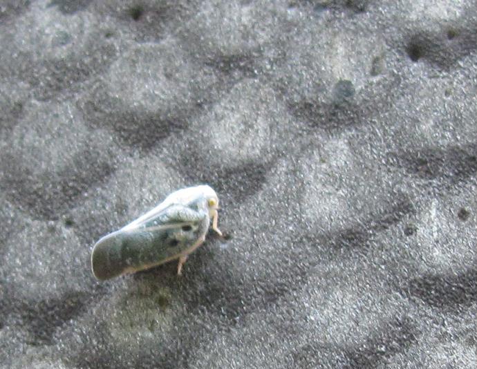Metcalfa pruinosa dal biellese - Piemonte
